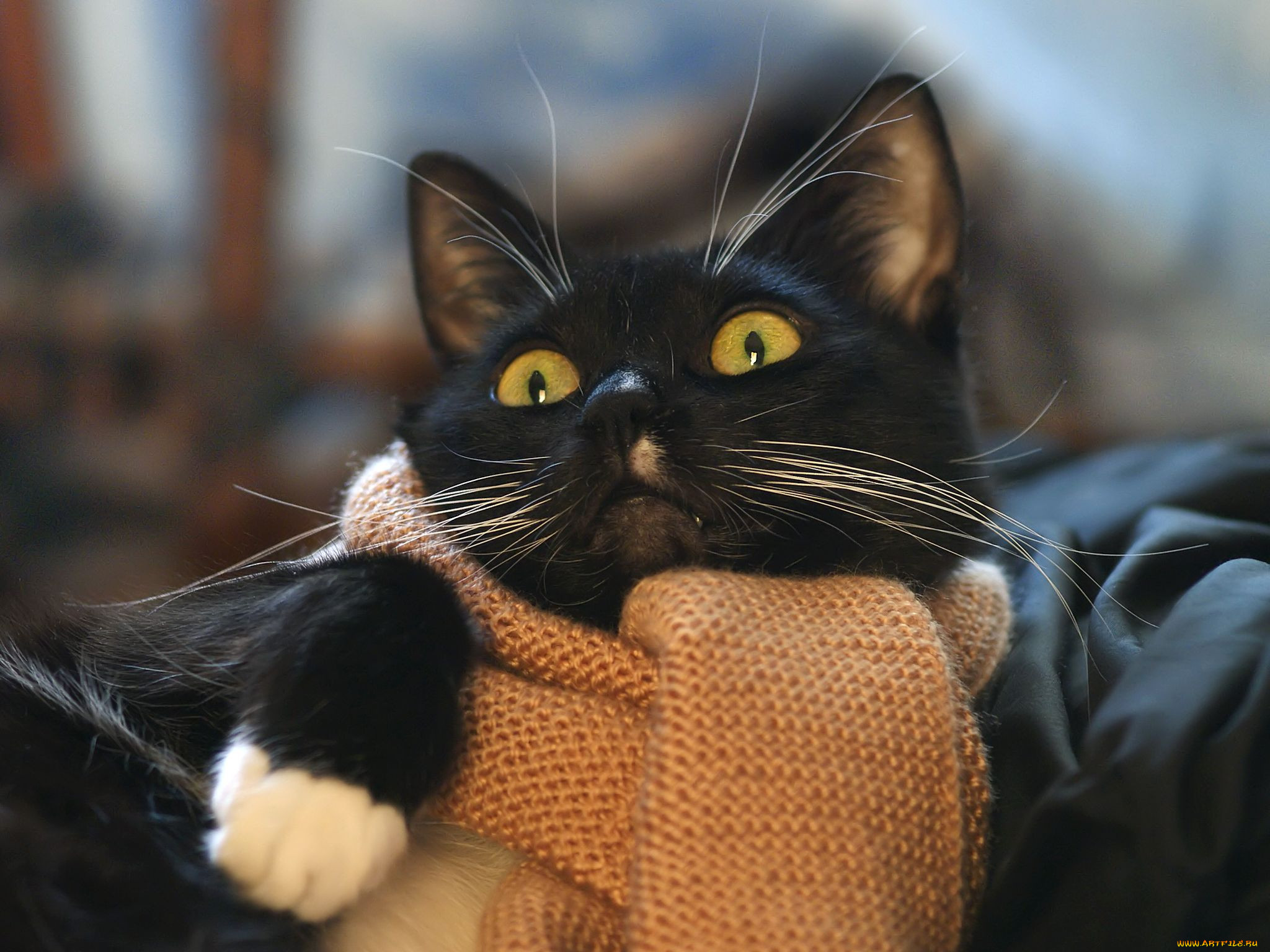 Хочу лапку. Кот в шарфе. Котики смешные. Котик в шарфике. Коты в шарфах.